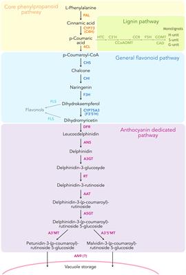 Global organization of phenylpropanoid and anthocyanin pathways revealed by proximity labeling of trans-cinnamic acid 4-hydroxylase in Petunia inflata petal protoplasts